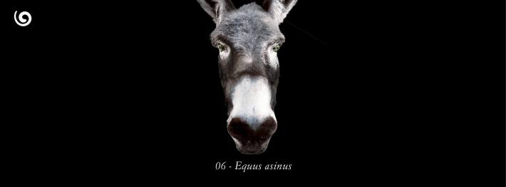 1523837_788743911141556_986333134_o